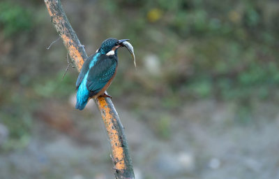 IJsvogel / Common Kingfisher (de Oelemars)