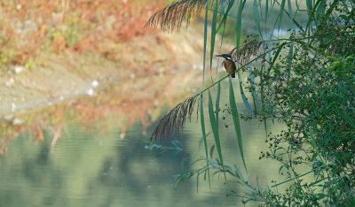 IJsvogel / Common Kingfisher (de Oelemars)