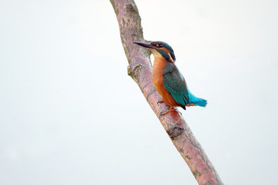 IJsvogel / Common Kingfisher (de Oelemars)