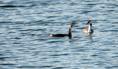 Fuut / Great Crested Grebe (de Oelemars)