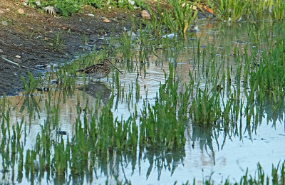 Watersnip / Common Snipe (de Oelemars)
