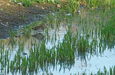 Watersnip / Common Snipe (de Oelemars)