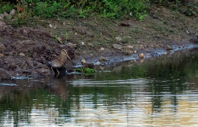 Watersnip / Common Snipe (de Oelemars)