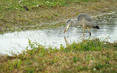 Blauwe Reiger / Grey Heron (de Oelemars)