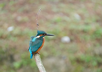 IJsvogel / Common Kingfisher (de Oelemars)