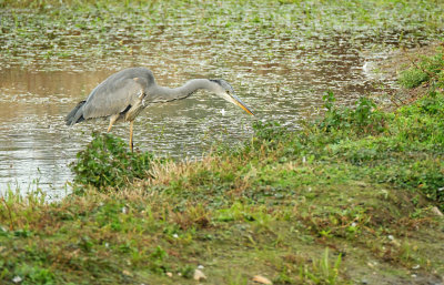 Blauwe Reiger / Grey Heron (de Oelemars)