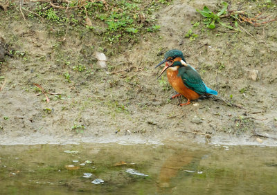 IJsvogel met braakbal / Common Kingfisher (de Oelemars)