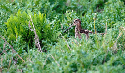 Watersnip / Common Snipe (de Oelemars)