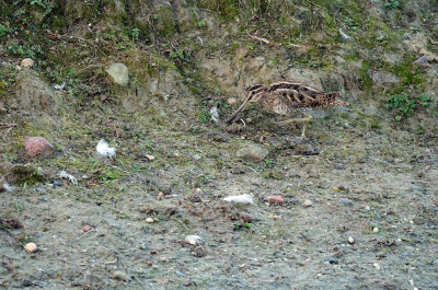 Watersnip / Common Snipe (de Oelemars)