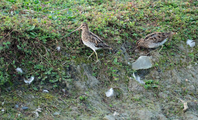 Watersnip / Common Snipe (de Oelemars)