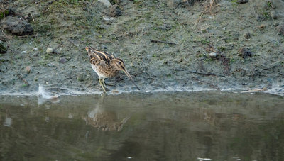 Watersnip / Common Snipe (de Oelemars)