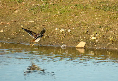 Watersnip / Common Snipe (de Oelemars)