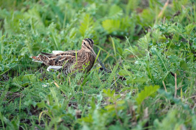 Watersnip / Common Snipe (de Oelemars)