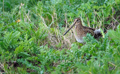 Watersnip / Common Snipe (de Oelemars)