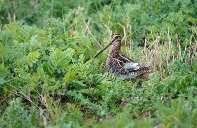 Watersnip / Common Snipe (de Oelemars)