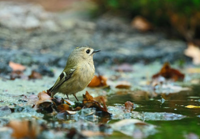 Goudhaantje / Goldcrest (hut Espelo)