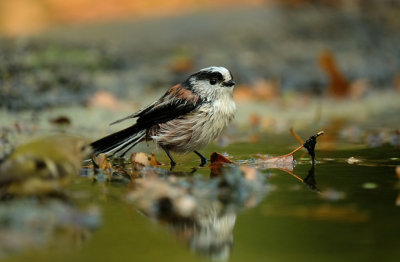 Staartmees / Long-tailed Tit (hut Espelo)