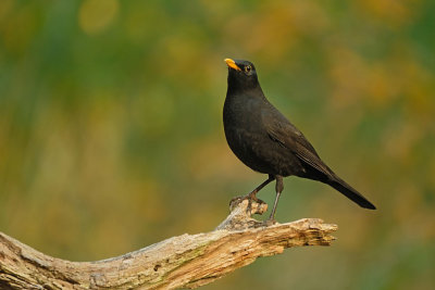 Merel / Common Blackbird (hut Espelo)