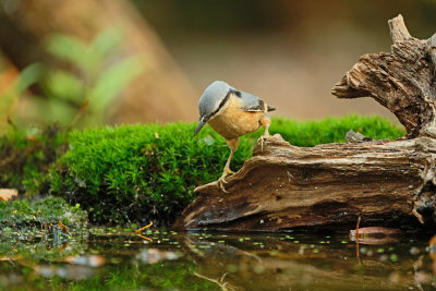 Boomklever / Eurasian Nuthatch (hut Espelo)