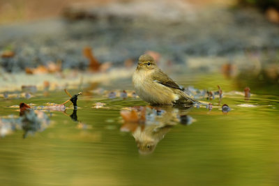 Fitis / Willow Warbler