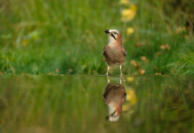 Gaai / Eurasian Jay (hut Espelo)