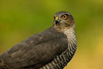Sperwer / Eurasian Sparrowhawk (hut Espelo)
