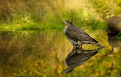 Sperwer / Eurasian Sparrowhawk (hut Espelo)