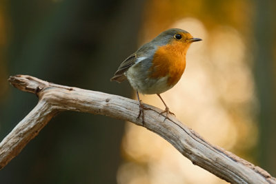 Roodborst / European Robin (hut Espelo)