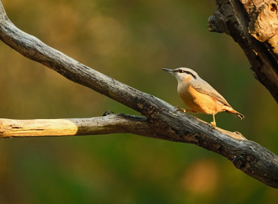 Boomklever / Eurasian Nuthatch (hut Espelo)