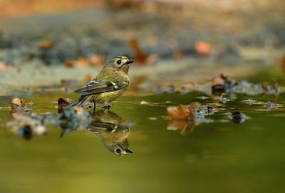 Goudhaantje / Goldcrest (hut Espelo)