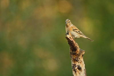 Keep / Brambling (hut Espelo)