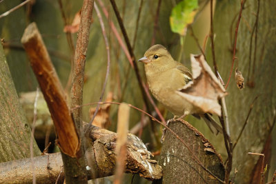 Vink / Common Chaffinch (hut Espelo)