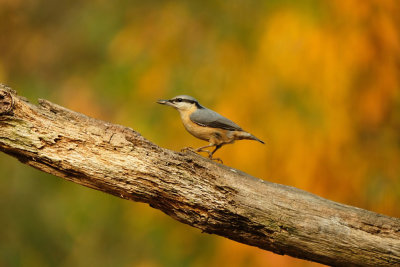Boomklever / Eurasian Nuthatch (hut Espelo)
