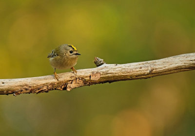 Goudhaantje / Goldcrest (hut Espelo)