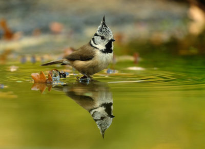 Kuifmees / European Crested Tit (hut Espelo)