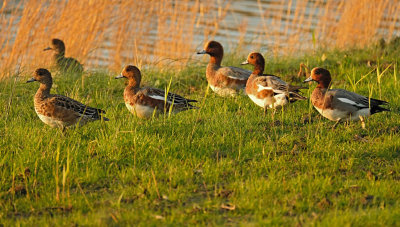 Smient / Wigeon