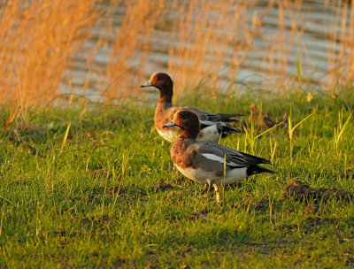 Smient / Eurasian Wigeon (Texel/Wagejot)