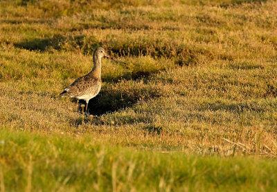 Grutto / Blacktailed Godwit