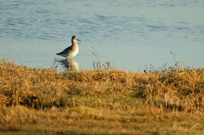 Tureluur /Common Redshank (Texel/Mokbaai)