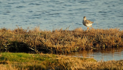 Tureluur /Common Redshank (Texel/Mokbaai)