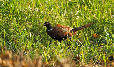 Fazant /Common Pheasant) (Texel)