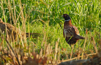 Fazant /Common Pheasant) (Texel)