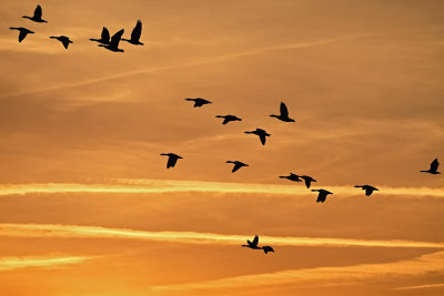 Grauwe Ganzen / Greylag Goose (Texel/Mokbaai)