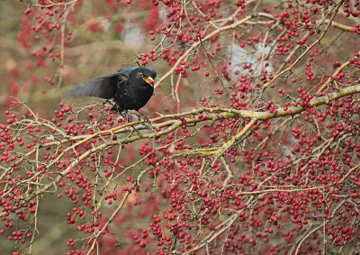 Merel / Common Blackbird (de Oelemars)