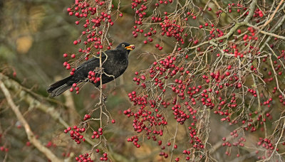 Merel / Common Blackbird (de Oelemars)