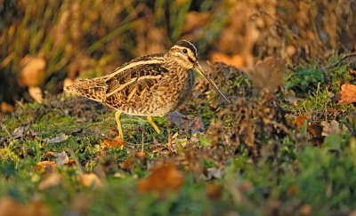 Watersnip / Common Snipe (de Oelemars)