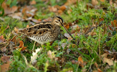 Watersnip / Common Snipe (de Oelemars)