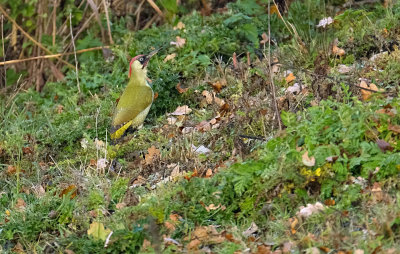 Groene Specht / European Green Woodpecker (de Oelemars)