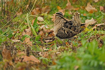 Watersnip / Common Snipe (de Oelemars)