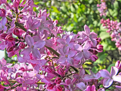 Lilac close up April 2017